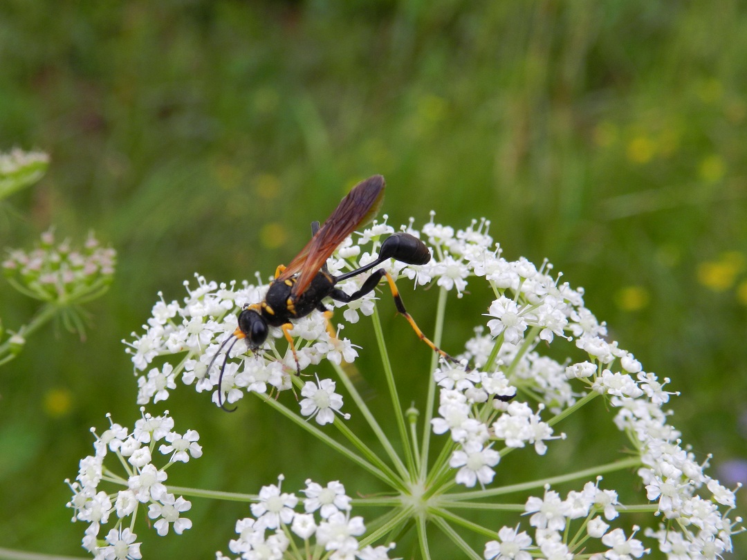 Sphecidae- Sceliphron caementarium